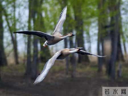 北宋灭亡后，诗人见报国无门写了首诗，对故土的深情令人感动