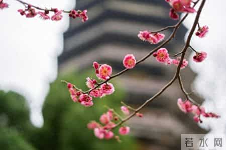 稚子弄冰古诗翻译