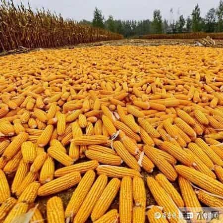 散文：《家乡的秋色》