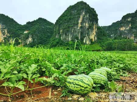 种瓜南山下,一日一诗词:孟浩然《南山下与老圃期种瓜》