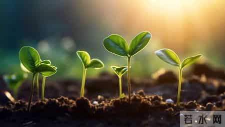 观察蚂蚁的作文300字,观察蚂蚁作文300字三年级上册