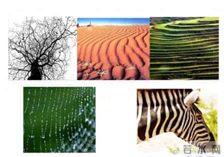 人教版小学美术四年级上册《第4课　生活中的线条》教案