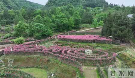 年味作文600字初中