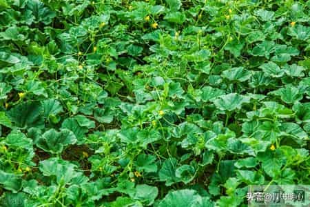 种瓜南山下,一日一诗词:孟浩然《南山下与老圃期种瓜》