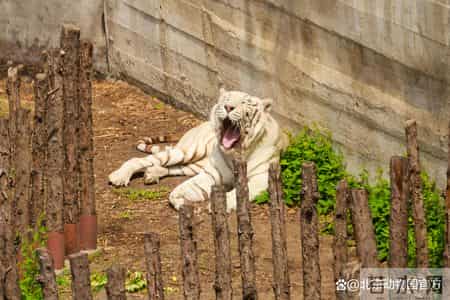 动物园奇遇记,动物园奇遇记作文400字