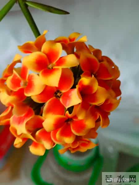 花团锦簇说课稿,小学美术花团锦簇说课稿