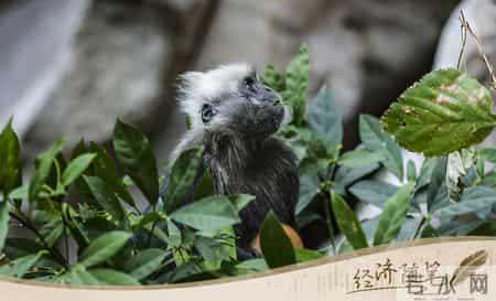 一个小村庄的故事