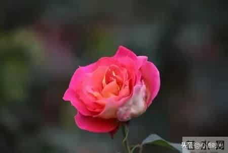 感恩2021展望2022,感恩2020展望2021文字