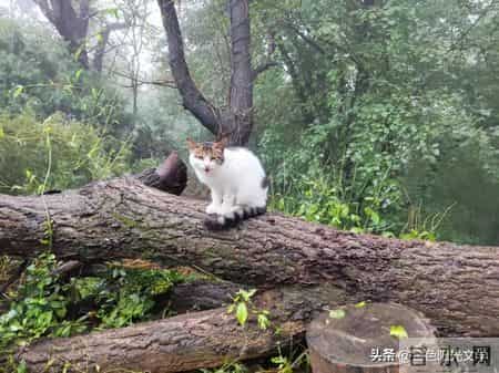 小核桃 yóu动物园 自我介绍