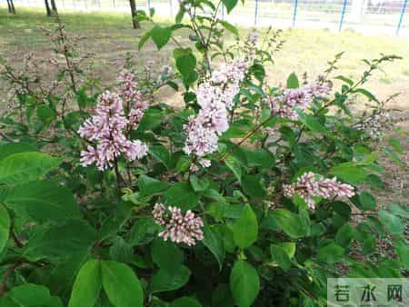 花木春秋393：紫丁香 - 春风解却千千结