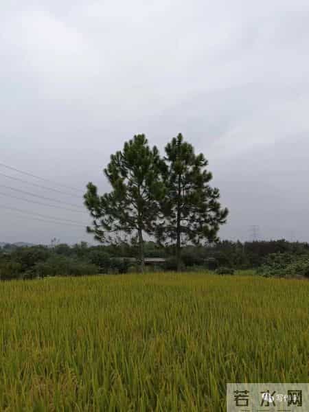 大学迎新晚会主持词,“串场词”的美学要素，一位“串场词”大师积累几十年的独门秘籍