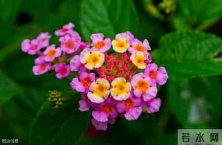 很漂亮的6种野花，农村很常见，比盆栽花卉还美