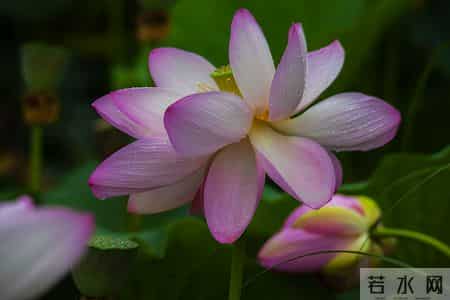 伊人在水,伊人在水一方全诗句