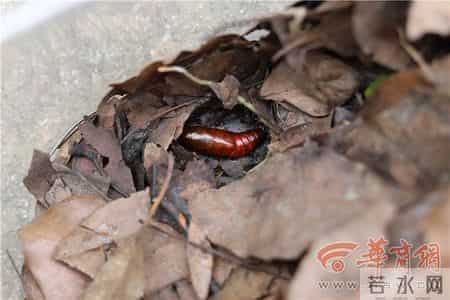 咖啡透翅天蛾成长记