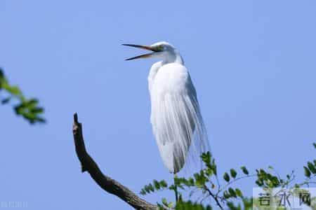 教学工作总结：2024年四年级语文下册教学工作总结