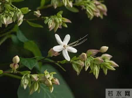 这就是我 初中作文,只要我认定你，你就是我的“永远”