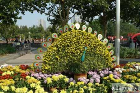 国庆见闻的作文