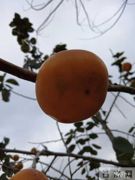 大学迎新晚会主持词,“串场词”的美学要素，一位“串场词”大师积累几十年的独门秘籍