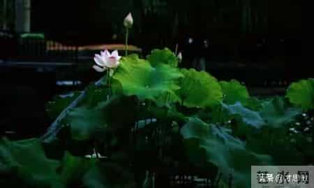 与迷茫和痛苦共舞,你真的懂得蜕变的意义吗？