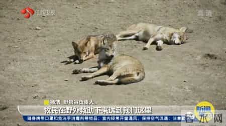 关于狼的文章,与狼为伴!她是深山峡谷守护狼群的"女狼王"