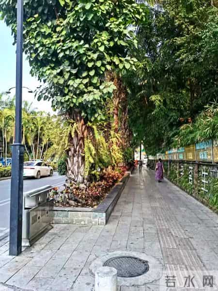 美丽的西双版纳作文,美丽的西双版纳作文400野象谷