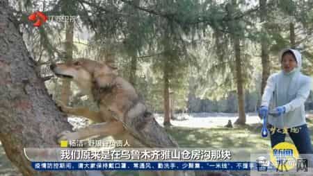 关于狼的文章,与狼为伴!她是深山峡谷守护狼群的"女狼王"