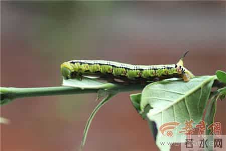 咖啡透翅天蛾成长记