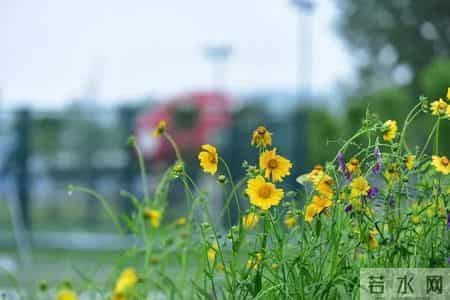 江北地图 - 最全春游打卡地，速度收藏起来！
