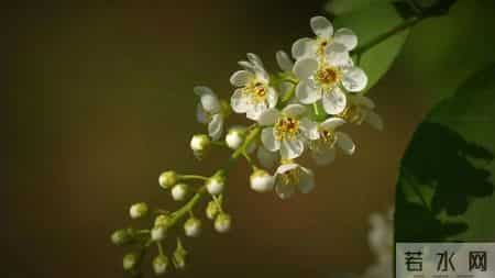 五年级作文450字