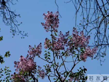 花木春秋393：紫丁香 - 春风解却千千结