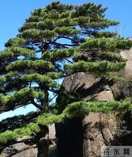 青松挺且直——陈毅元帅《青松》诗赏析