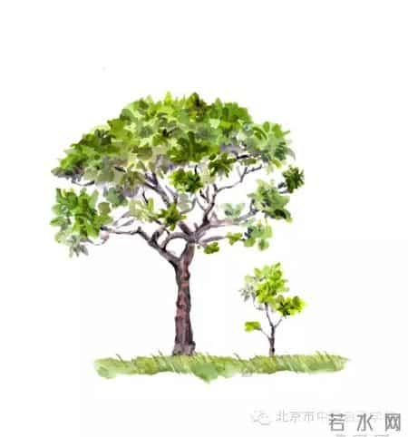 小苗与大树的对话教案,大树与小苗的对话