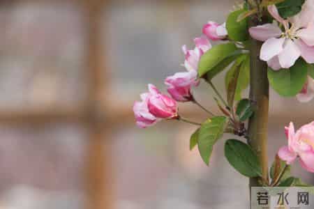 藤野先生读后感,藤野先生读后感300字