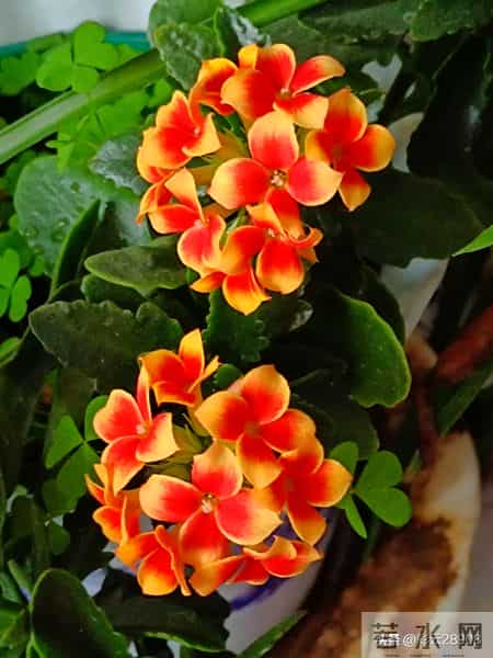 花团锦簇说课稿,小学美术花团锦簇说课稿