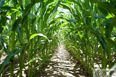 我想起小学年代的经典作文题目《上学路上》