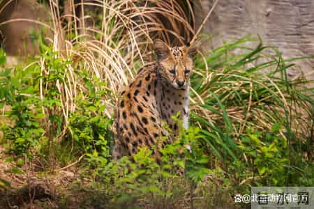 动物园奇遇记,动物园奇遇记作文400字