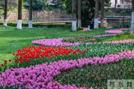 奶牛舞,80万株鲜花织出彩虹地毯,郁金香领衔武汉植物园荷兰风情节