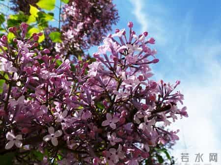 花木春秋393：紫丁香 - 春风解却千千结