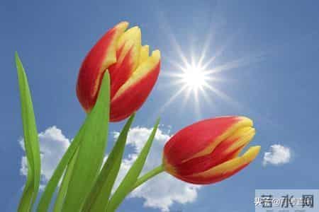 中考“疫情”作文12篇，篇篇直击满分，不可错过