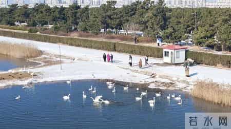 写雪的文章,夜读丨雪是故乡的游子