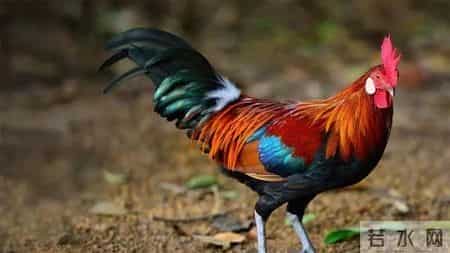 分享图片，威武漂亮的大公鸡。
