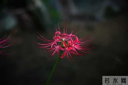 思念日志,思念日记400字