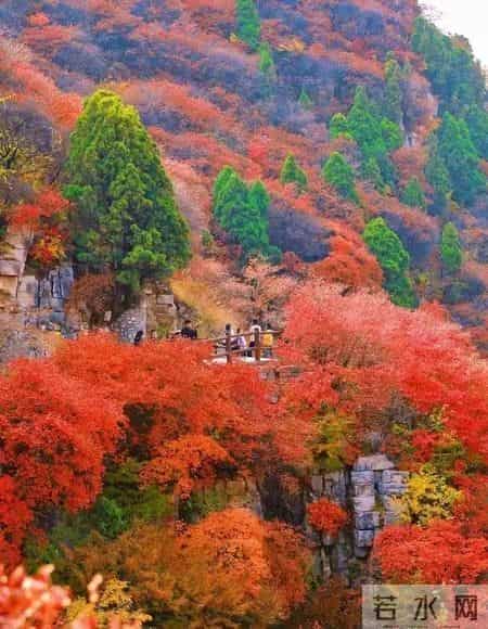 青松挺且直——陈毅元帅《青松》诗赏析