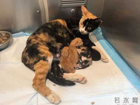 我的动物朋友小猫