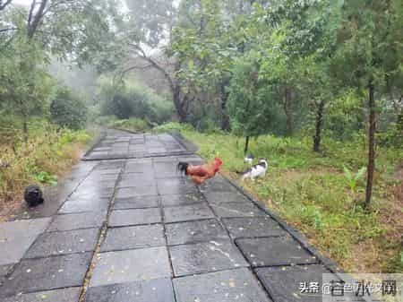 小核桃 yóu动物园 自我介绍