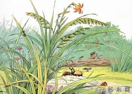 变形记,如何写出故事感——阿宝老师的“作文经”(二二七)