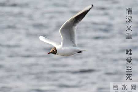 老人与海鸥教学实录,老人与海鸥课堂实录