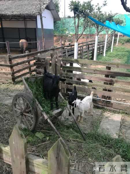 踏莎行闲游,《踏莎行·闲游》