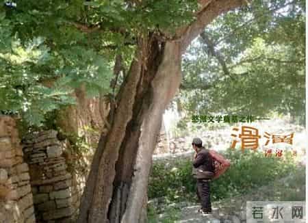 我愿做一棵树,我愿做一棵树一半在土里 一半图片