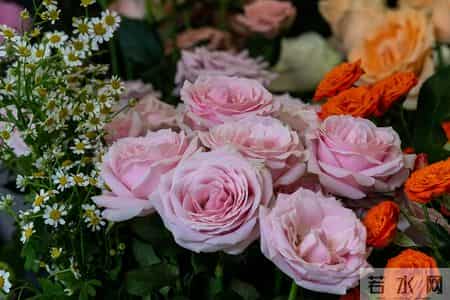 有爱就有家,有爱就有家张佳宁王阳